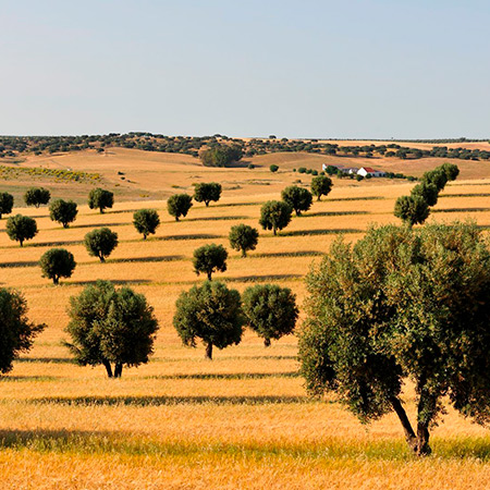 alentejo